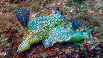 sea slugs